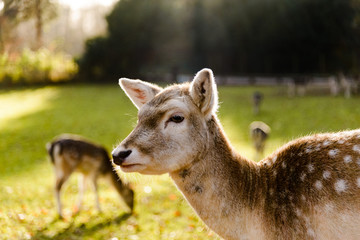 Deer in a Field