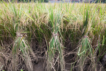 Front view of three bunches or rice plants ready for harvest.