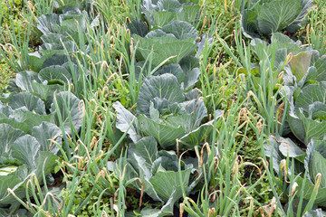 A permaculture field of Cabbage and Spring unions growing in plant companionship.