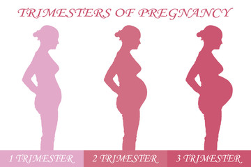 Trimester of pregnancy. Three female profiles at different periods of pregnancy.