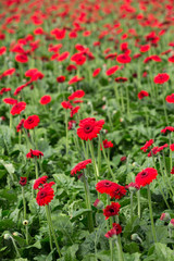 MOERKAPELLE, THE NETHERLANDS, JUNE 5, 2017: Colourful Transvaal Daisy growing in a large green house.