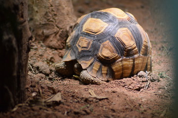 tortoise