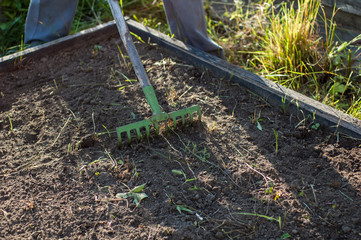 A man works with rakes on the soil.