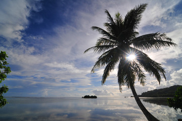 Palm on the Pacific beach of the Kosrae island   © robnaw