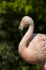 Fototapeta premium Flamingoes belong to the wading birds in the family Phoenicopteridae. There are 6 flamingo species, here you see the Greater Flamingo (Phoenicopterus roseus), which ich the most widespread flamingo