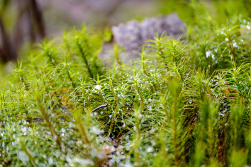 abstract lush of summer flowers and bents in evening sun