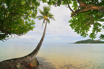 Palm on the Pacific beach of the Kosrae island   © robnaw