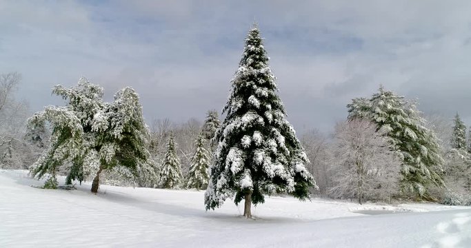 Winter Landscape Scene - Low Aerial Static - Low aerial footage showing several nice pine, balsam and spruce tree on a snow covered landscape. Taken right after a snow storm covered Maine in a blanket