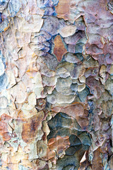 London Plane Tree Bark texture