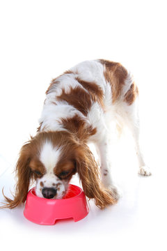Dog eating animal food with red plastic bowl. Hungry dog photo illustration. Dog food with puppy. Cavalier king charles spaniel on isolated white studio background. Puppy eating in studio. Cute.