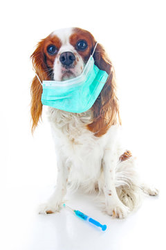 Sick dog puppy photo illustration. Animal pet doctor vet mask on puppy. Dog with injection vaccination. Animal pet dog vet on isolated white background. Dog sickness illness illustration. Cute.