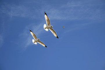 Two seagulls flying in the air in blue sky. Shot from ground up. 