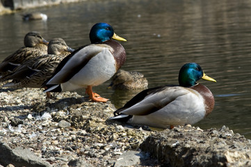 Female and male mallards looking into a river