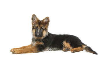 beautiful german shepard puppy