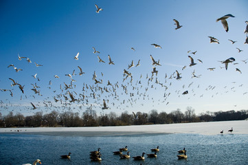 Hundreds of seagulls take flight in the sky above a lake. 