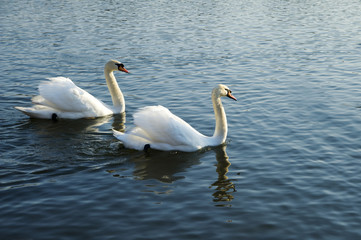 Two swans swimming together in a pond