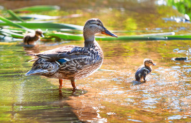 Birds and animals in wildlife.Mama duck learns to swim little ducklings. Selected focus