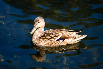 Birds and animals in wildlife. Close up of a  Mallard Duck. Female Mallard Ducks at the Lake