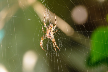 abstract lush of summer flowers and bents in evening sun