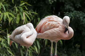 Flamingoes belong to the wading birds in the family Phoenicopteridae. There are 6 flamingo species, here you see the Greater Flamingo (Phoenicopterus roseus), which ich the most widespread flamingo