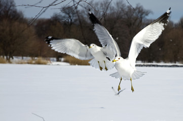 Two seagulls flying into towards camera in winter setting
