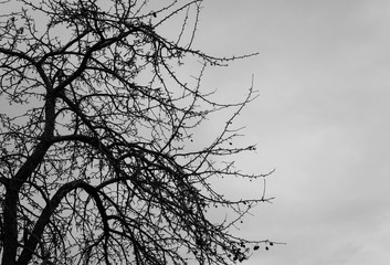 Old Winter Branches and White Sky
