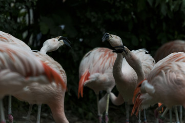 Flamingoes belong to the wading birds in the family Phoenicopteridae. There are 6 flamingo species,...
