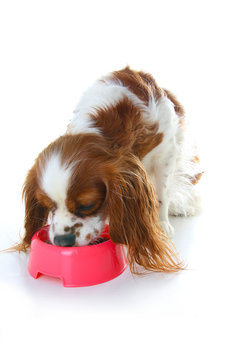 Dog eating animal food with red plastic bowl. Hungry dog photo illustration. Dog food with puppy. Cavalier king charles spaniel on isolated white studio background. Puppy eating in studio. Cute.