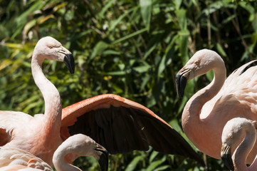 Flamingoes belong to the wading birds in the family Phoenicopteridae. There are 6 flamingo species,...