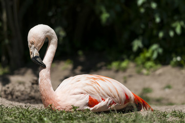 Flamingoes belong to the wading birds in the family Phoenicopteridae. There are 6 flamingo species, here you see the Greater Flamingo (Phoenicopterus roseus), which ich the most widespread flamingo