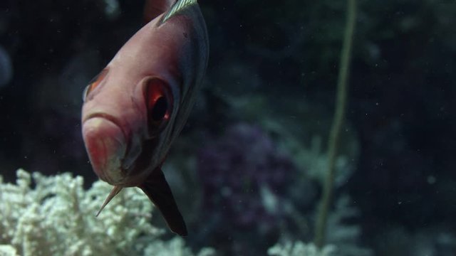 Crescent-tail bigeye (Priacanthus hamrur) portrait, showing one large eye, WAKATOBI, Indonesia, slow motion