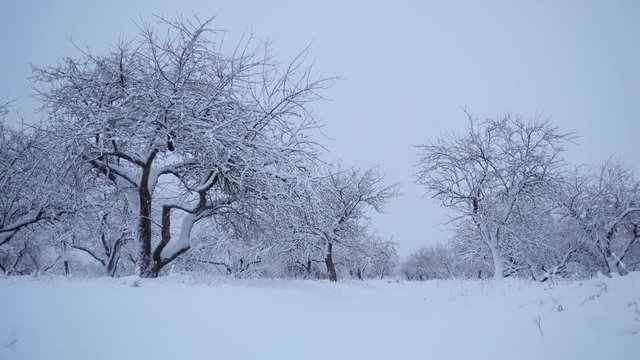Snowfall in the forest park. Winter landscape in snow covered park. View of snow covered trees in nature. 
