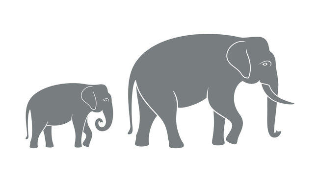 Elephant family. Isolated elephant on white background
