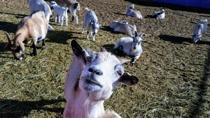 belle chevre africaine en position d'exclamation