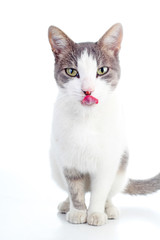 Domestic cat on isolated white studio background. Silver and grey and white pattern. Cat colors. Trained cute cat kitten. Domestic cats.
