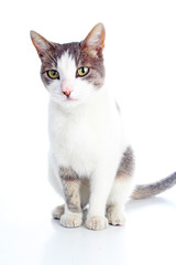 Domestic cat on isolated white studio background. Silver and grey and white pattern. Cat colors. Trained cute cat kitten. Domestic cats.