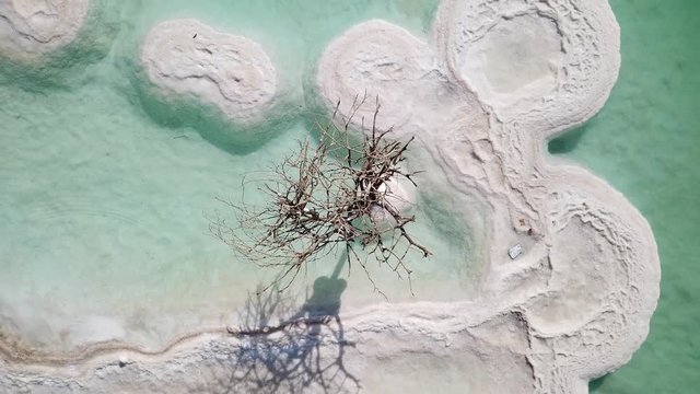 Aerial footage of a Bare tree on a salt deposit in the Dead Sea