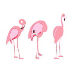 Fototapeta premium Colorful pink flamingo isolated on white background. Vector Illu
