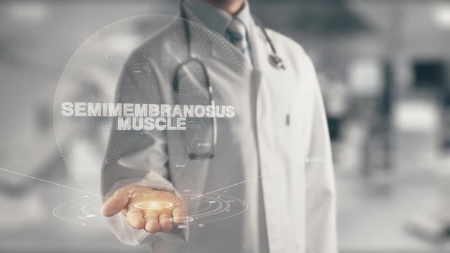 Doctor holding in hand Semimembranosus Muscle