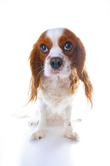 Guilty face. Dog with guilty face on isolated white studio background. Spaniel puppy.