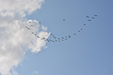 Flock of migrating geese.