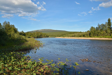 Virgin Komi forests.