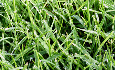 Water Drops on Green Grass