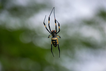 Golden Orb Silk Weaver Spider, Boa Vista, Cape Verde