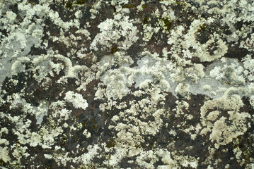 background, texture - rough surface of a rock covered with several kinds of lichens..