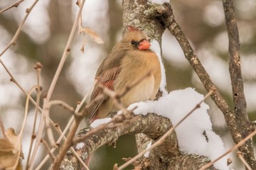 Female Cardinal in the snow