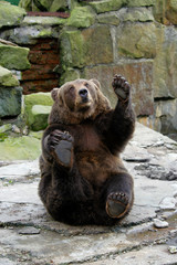 Fototapeta premium Playful friendly bear in a funny pose waving its paw.