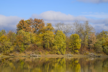 Autumn landscape. River and river bank with yellow trees. Willow and poplar on the river bank.