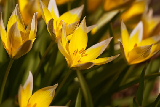 A bundle of yellow wild tulips (Tulipa tarda)