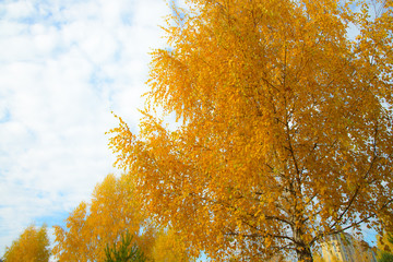 Yellow autumn leaves on background of blue cloudy sky. Bottom view of gold tree tops in good sunny weather.